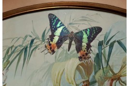 Real butterflies, fan leaf by Gardo and Poulin, circa 1895