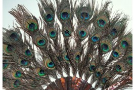 Happy peacock, fan circa 1900