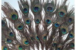 Happy peacock, fan circa 1900