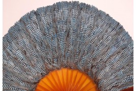 Blue jay, feather fan, late 19th century