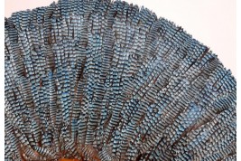 Blue jay, feather fan, late 19th century