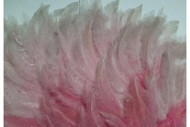 Pink rhea, feather fan circa 1925