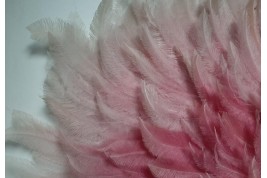 Pink rhea, feather fan circa 1925