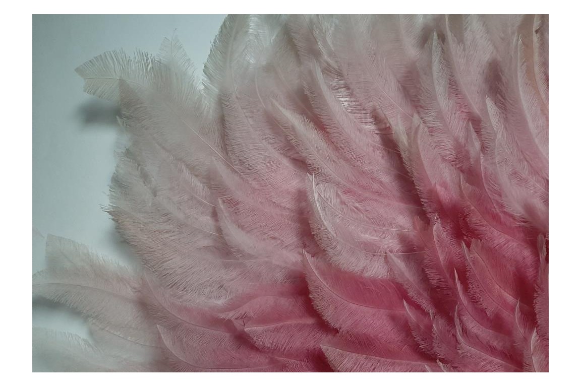 Pink rhea, feather fan circa 1925