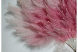 Pink rhea, feather fan circa 1925