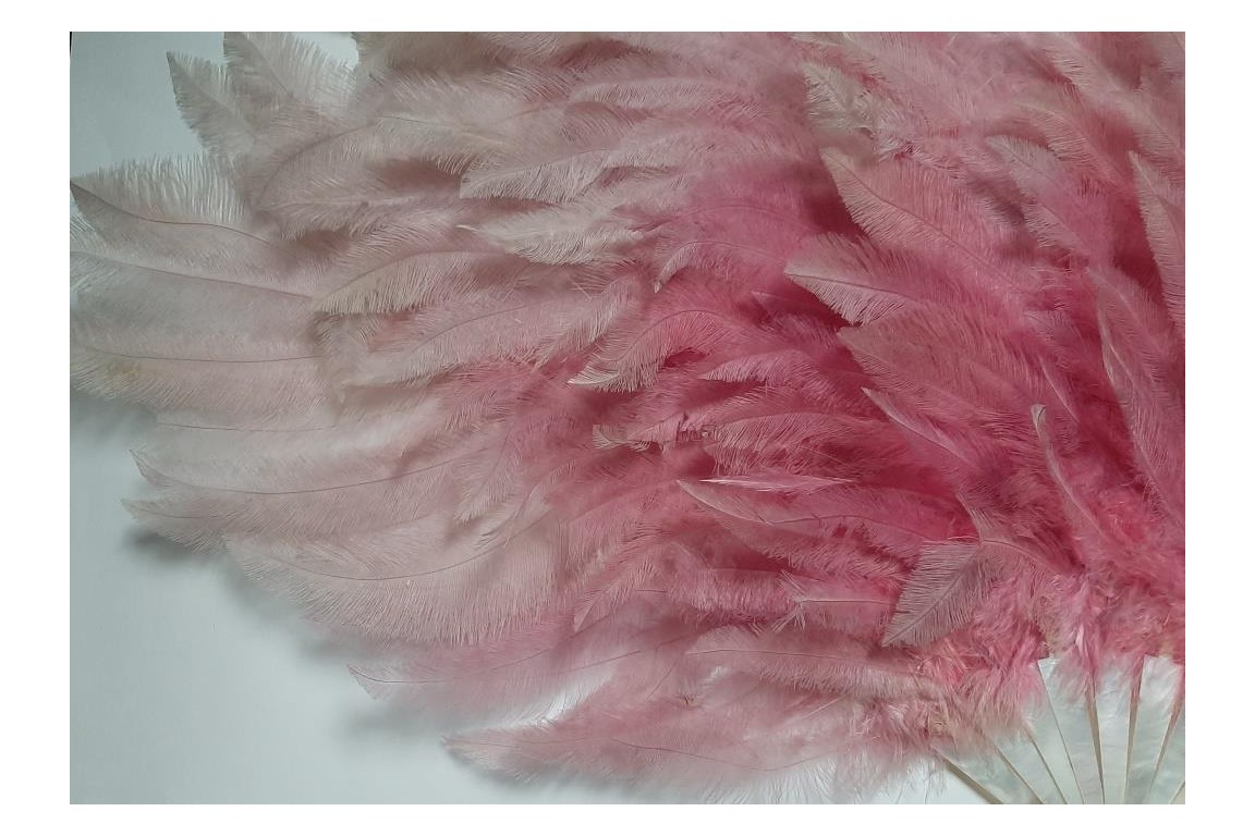 Pink rhea, feather fan circa 1925