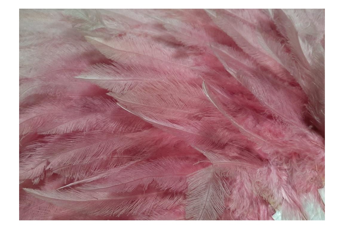 Pink rhea, feather fan circa 1925