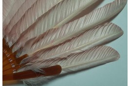 Pink goose, fan circa 1900-10